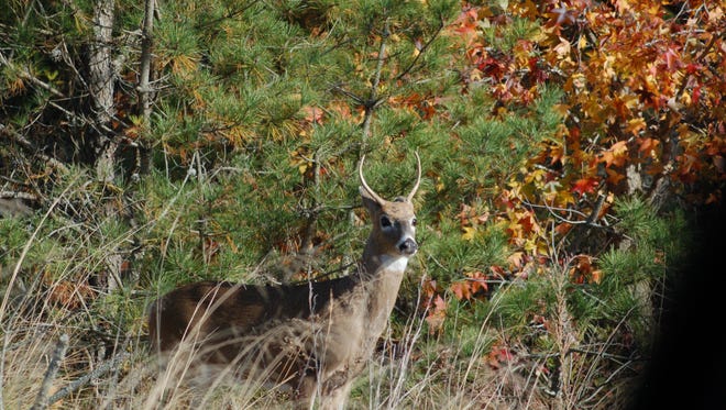 White Clay Creek State Park Hunting