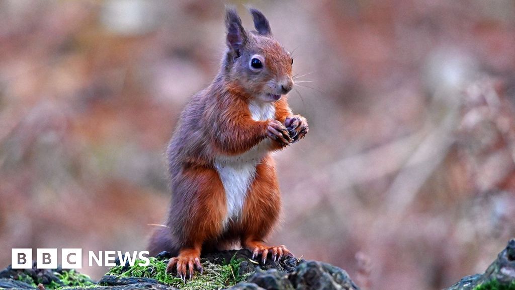 Conservationists turn to AI in battle to save red squirrels