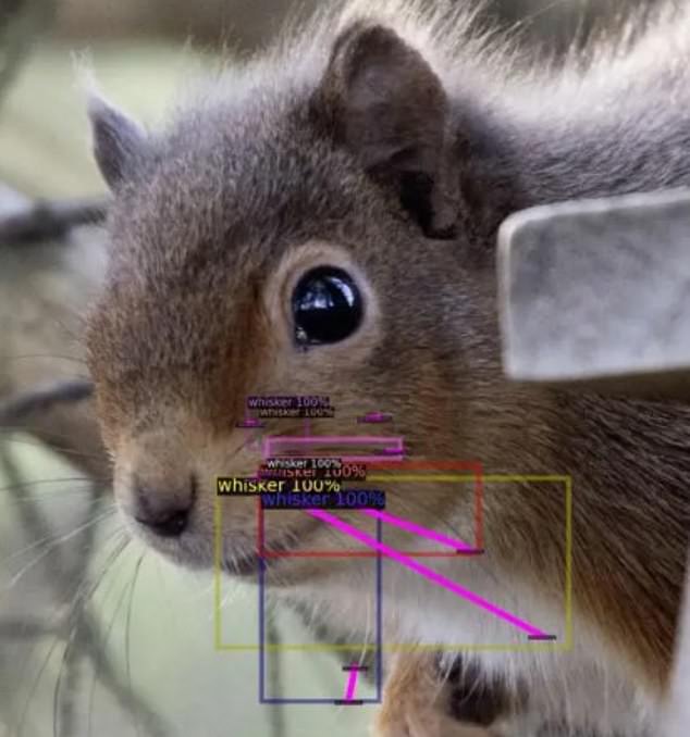 AI technology steps in to save red squirrels in their eternal battle with their grey enemies